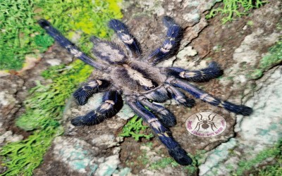 poecilotheria metallica FEMALE tarantula